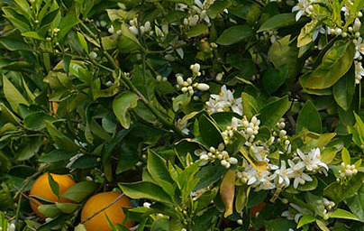 Pomaranča (Citrus × sinensis) Pomaranča (Citrus × sinensis)