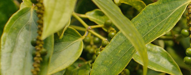 Poper (Piper nigrum)