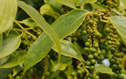 Poper (Piper nigrum) Poper (Piper nigrum)