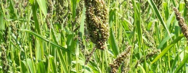Proso (Panicum miliaceum)