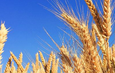 Pšenica (Triticum) Pšenica (Triticum)
