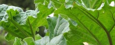 Rabarbara (Rheum rhabarbarum)