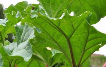 Rabarbara (Rheum rhabarbarum) Rabarbara (Rheum rhabarbarum)