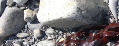 Rdeča palmarija -  Palmaria palmata