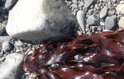 Rdeča palmarija -  Palmaria palmata