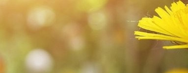 Regrat (Taraxacum officinale)