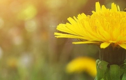 Regrat (Taraxacum officinale) Regrat (Taraxacum officinale)