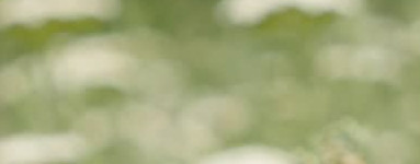 Rman (Achillea millefolium)