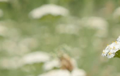 Rman (Achillea millefolium) Rman (Achillea millefolium)
