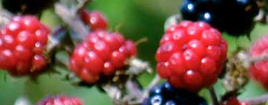 Robida (Rubus fruticosus)