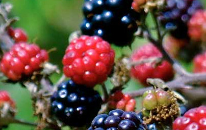 Robida (Rubus fruticosus) Robida (Rubus fruticosus)