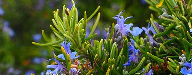 Rožmarin (Rosmarinus officinalis)