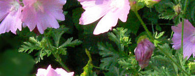 Slez (Althaea officinalis)