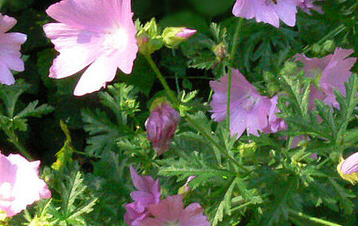 Slez (Althaea officinalis)