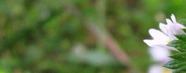 Smetlika (Euphrasia stricta)