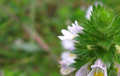 Smetlika (Euphrasia stricta)