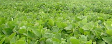 Soja (Glycine max)