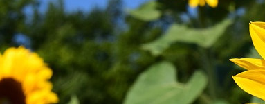 Sončnica (Helianthus annuus)