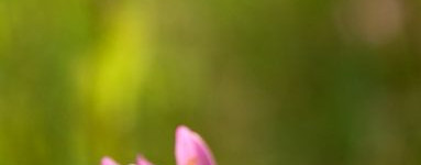 Tavžentroža (Centaurium erythraea)