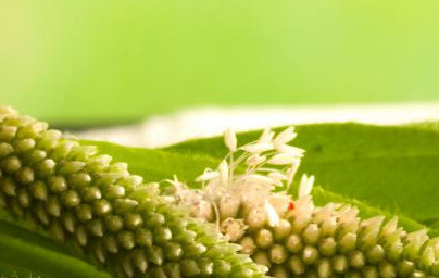 Trpotec (Plantago lanceolata)