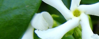 Vanilija (Vanilla planifolia)