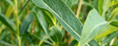 Vrba (Salix)