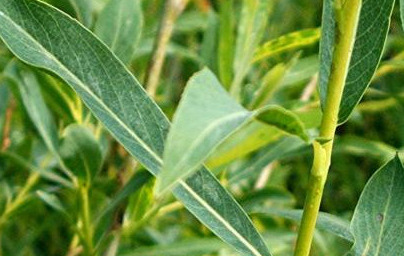 Vrba (Salix)