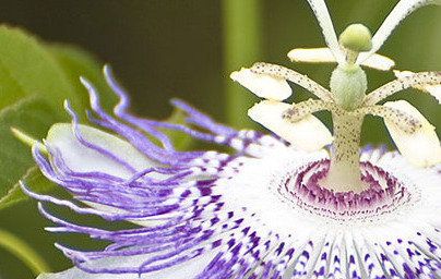 Pasijonka (Passiflora incarnata)