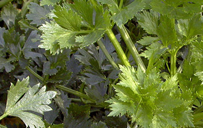 Zelena (Apium graveolens)