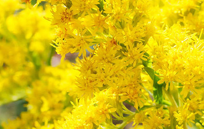 Zlata rozga (Solidago virgaurea)