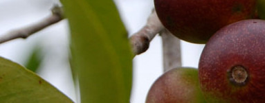 Camu-camu (Myrciaria dubia)