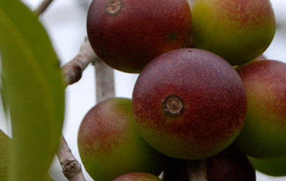 Camu-camu (Myrciaria dubia)