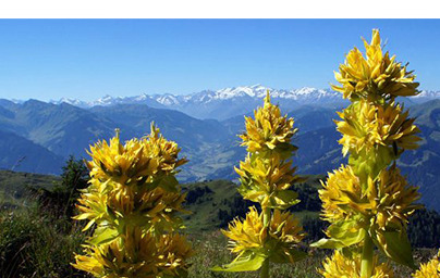 Genciana amarilla (Gentiana lutea) Genciana amarilla (Gentiana lutea)