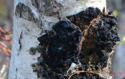 Čaga (Inonotus obliquus)