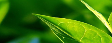 Čajevec (Melaleuca alternifolia)