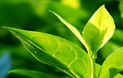 Čajevec (Melaleuca alternifolia)