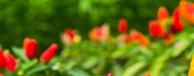 Čili (Capsicum annuum)