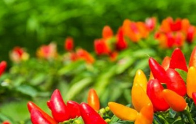 Čili (Capsicum annuum)