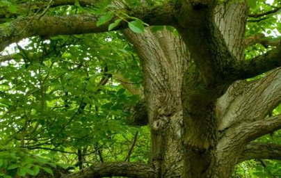 Črni oreh (Juglans nigra)