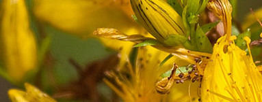 Šentjanževka (Hypericum perforatum)