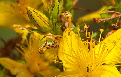 Šentjanževka (Hypericum perforatum)