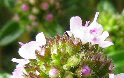 Šetraj (Satureja hortensis)