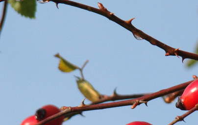Šipek (Rosa canina)