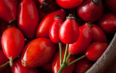 Šipkovo olje (Rosa canina)