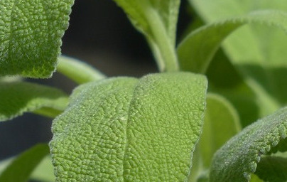 Žajbelj (Salvia officinalis) Žajbelj (Salvia officinalis)