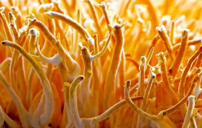 Cordyceps CS-4 Cordyceps CS-4