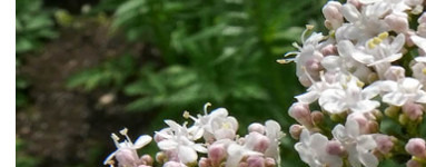 Eterično olje baldrijana