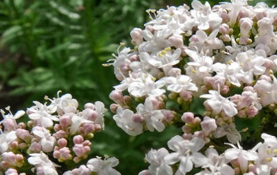 Eterično olje baldrijana