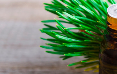 Eterično olje bora