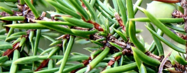 Eterično olje brina